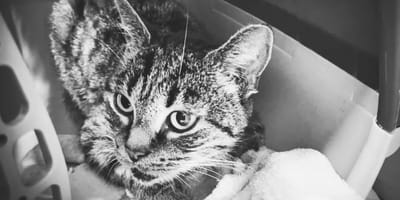 Katze Xylia