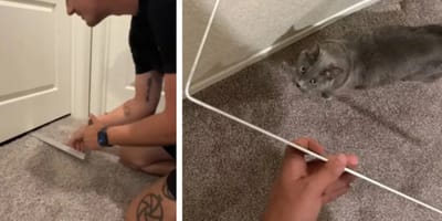 Kätzchen wird aus Bad gerettet