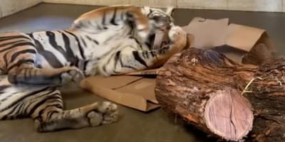 Tiger spielt mit Karton