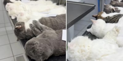 Katzen liegen nebeneinander auf OP-Tischen