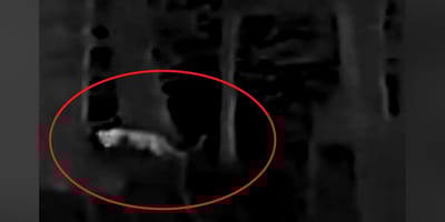 Handelt es sich hier um eine Raubkatze?