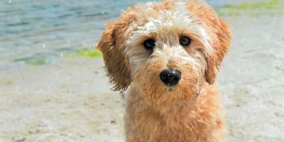 Goldendoodle Tucker