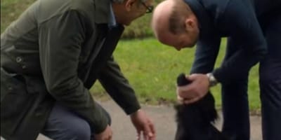 De hond van Prins William, Orla, steelt de show tijdens tv-interview