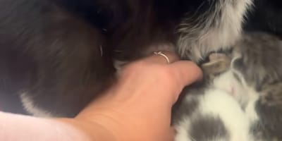 Ze filmt haar kat en ontdekt dat een kleine indringer zich tussen de kittens heeft genesteld (Video)