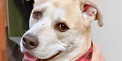 Oudste hond in asiel geadopteerd: 9 jaar later arriveert een brief...