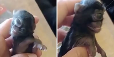 Kiedy ten kociak przyszedł na świat, opiekun nie mógł uwierzyć w to co widzi (video)