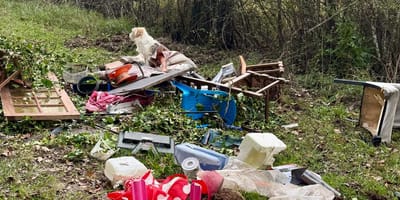 "This dog could very well have died alone" - chilling discovery in France
