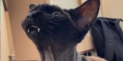 Cat with bone cancer now looks like a character from The Simpsons
