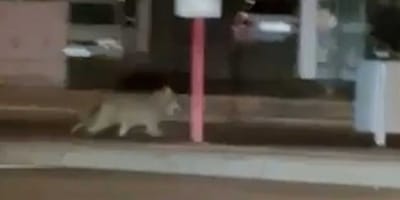 Wolf läuft durch Lüdenscheid