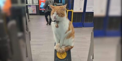 Tributes pour in after beloved Stevenage station cat Nala dies