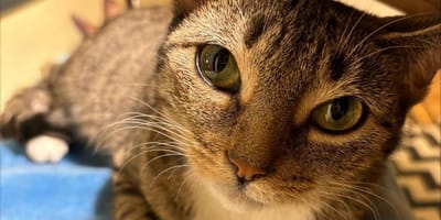 Una gata aparece en su jardín con tres gatitos