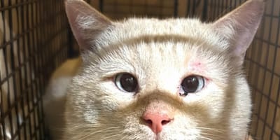 Une femme s'apprête à piéger et relâcher un chat errant puis l'inattendu se produit