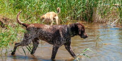 Dans la Creuse, un chien meurt après un contact avec un sanglier malade