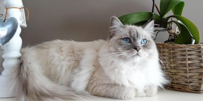 do ragdoll cats shed: ragdoll cat next to plant