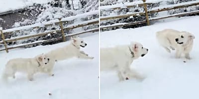 Golden Retriever im Schnee