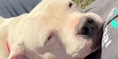 Patient dog melts hearts while waiting for her forever home