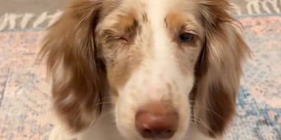 Un éleveur veut euthanasier un chiot aveugle : un coup de fil va faire basculer son destin