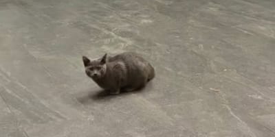 Trapped cat's life saved by a note on the station door