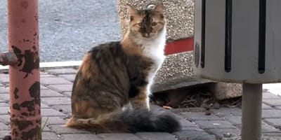 Kitten found by a bin reveals a heartbreaking past