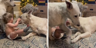 Mały chłopiec kontra dwa ogromne psy. To nagranie wywołuje skrajne emocje