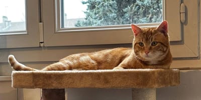 Un chat roux allongé sur un arbre à chat