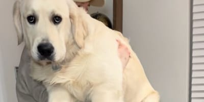 Seven-month-old Golden Retriever's hefty weight goes viral