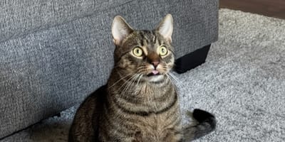 Une famille est inquiète pour la langue de son chat : le vétérinaire leur fait la meilleure des réponses