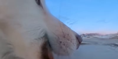 Husky verschleppt Kamera