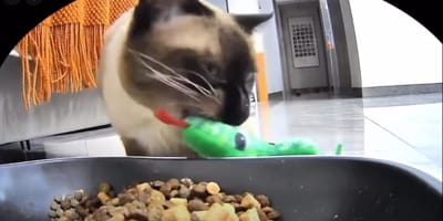 Katze trägt Spielzeug in den Napf