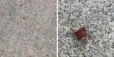 des friandises piégées pour les chiens