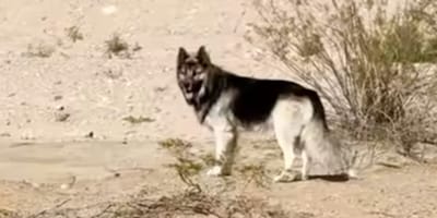 Husky irrt allein durch die Wüste: Seine Familie wurde von der ICE abgeschoben