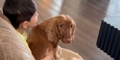 Un chien d’assistance détecte un danger pour un enfant diabétique et fait fondre Internet