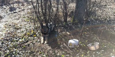 Czujność strażników leśnych uratowała mu życie. Jeszcze kilka chwili i byłoby za późno