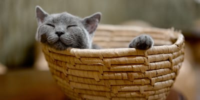 Deine Katze bleibt 3 Jahre länger bei dir: Ein verblüffend einfacher Trick macht es möglich