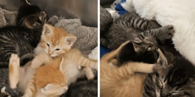 Op 3 seconden na geplet: man redt kleine kittens uit een kartonnen doos