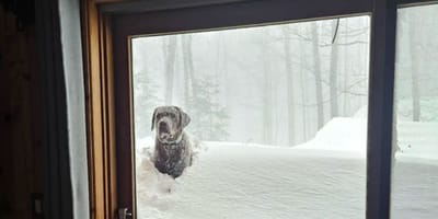 Labrador trotseert sneeuwstorm in de tuin: de reden voor zijn tocht doet harten smelten