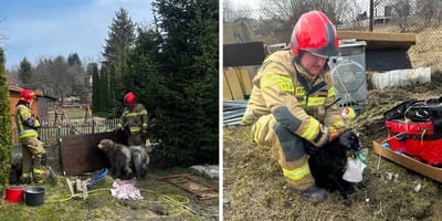 Tragiczny pożar w Gdańsku. Strażacy robili, co w ich mocy, by ratować poszkodowane psy