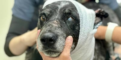 Mit 12 Jahren und halb blind: Hündin rettet ihre Familie vor einem Bärenangriff