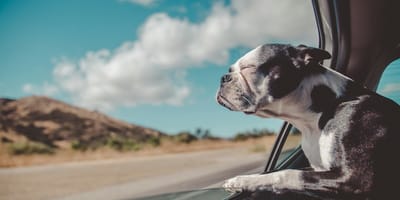 Vacanze col cane 2026: come organizzarsi al meglio?