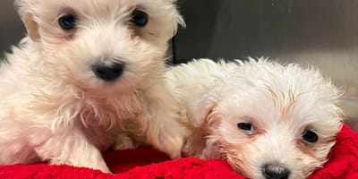 7 pseudohodowli czeka na interwencję. Fundacja mówi: STOP. „Doszliśmy do ściany”