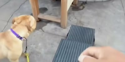 Dierenarts stelt duidelijke diagnose: deze hond is gedumpt om een simpele operatie