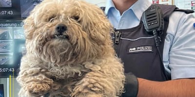 Polizist hält Fundhund in die Kamera