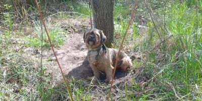 Stary, więc niepotrzebny. Właściel shih tzu ze Świdnicy przywiązał psa do drzewa i zostawił na pastwę losu