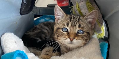 «Rimarrà una gattina per tutta la vita»: trovata in condizioni terribili, una gatta lotta ogni giorno
