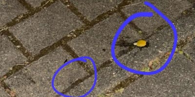 En balade avec son chien, elle écrase une olive par terre et découvre un piège d'une cruauté absolue
