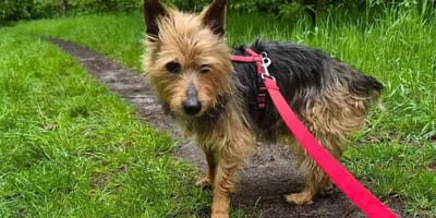 Hunde-Opi Gofio
