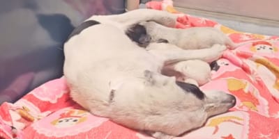 Cagnolina ritrova i suoi cuccioli dopo la separazione: la sua reazione è da non credere