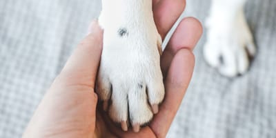« Tombé du ciel » : un petit chien est jeté du premier étage sous les yeux choqués de passants