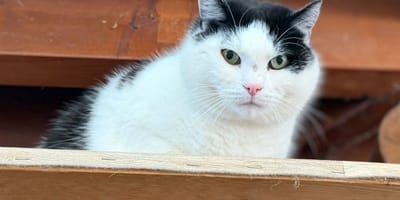 Katze Brummi