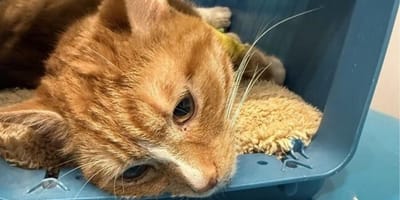 Sahara wypadła z 5. piętra, ale była właścicielka nie jest w stanie wytłumaczyć, co się właściwie stało